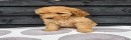 Labradoodle honden te koop: Labradoodle Onwijs mooie Teefjes Beschikbaar  - Advertentie 6