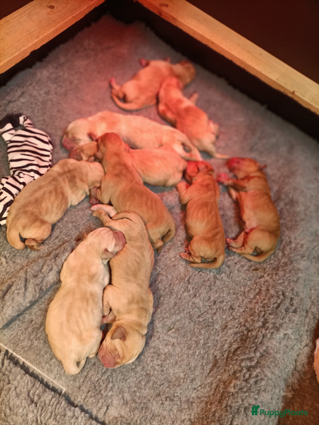 Labrador Retriever honden te koop: RED FOX/BLONDE LABRADORS  GELEGENHEIDS NESTJE ♥️ - Afbeelding 8