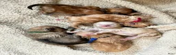 Pomeriaan honden te koop: Pomeriaan pupjes (keeshond) 2 gereserveerd - Advertentie 11
