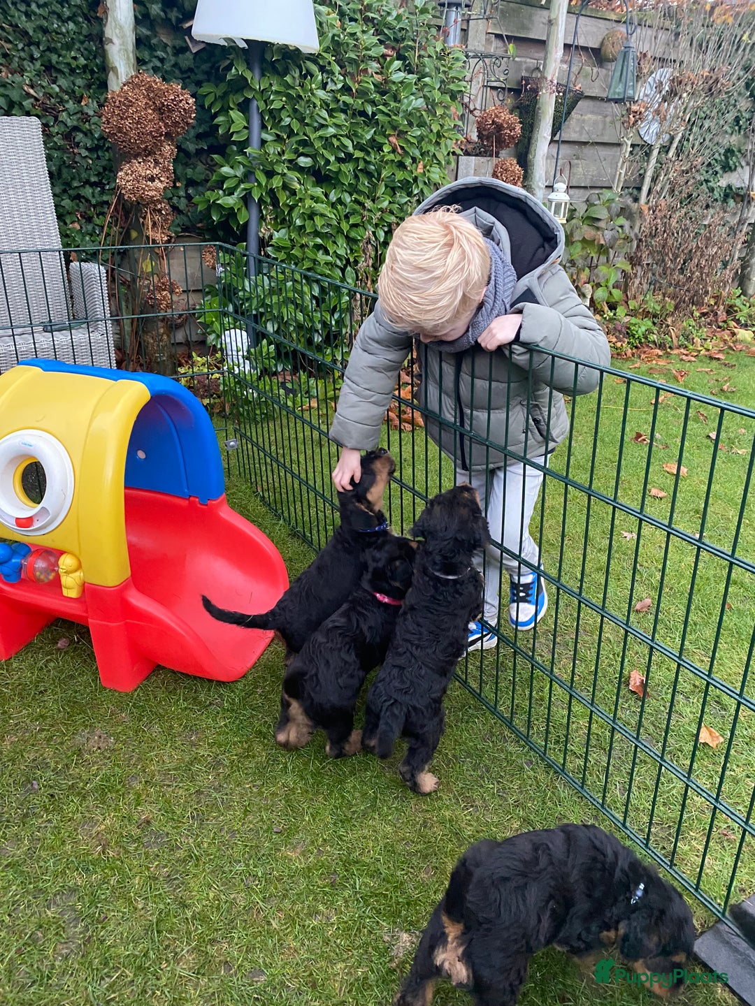 Airedale Terriër honden te koop: Airedale terriër pups  - Advertentie 21