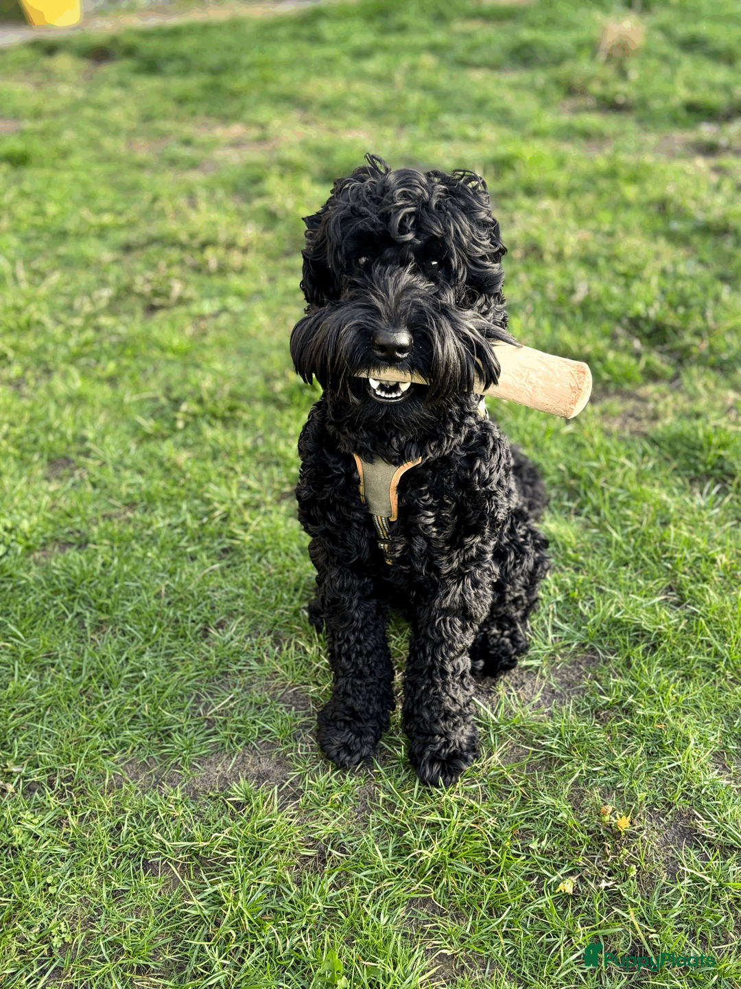 Australian Labradoodle honden ter dekking: Dekreu Medium Australian Labradoodle - Advertentie 2