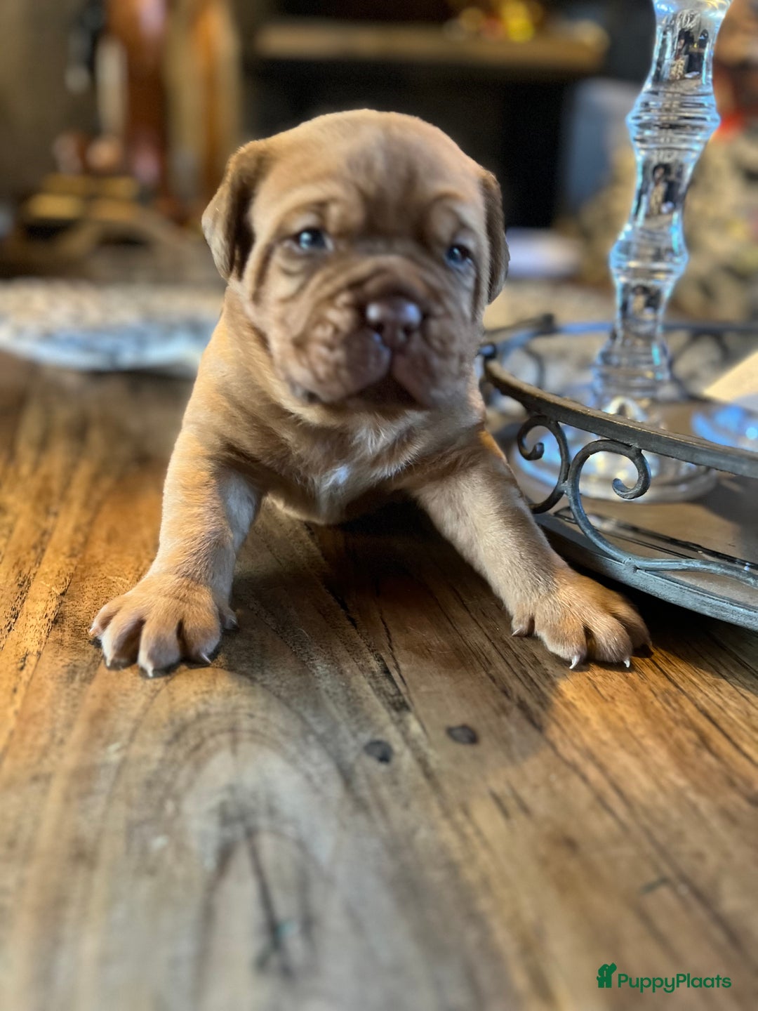 Bordeaux Dog honden te koop: Bordeauxdog puppy’s te koop in Lekkerkerk - Afbeelding 22