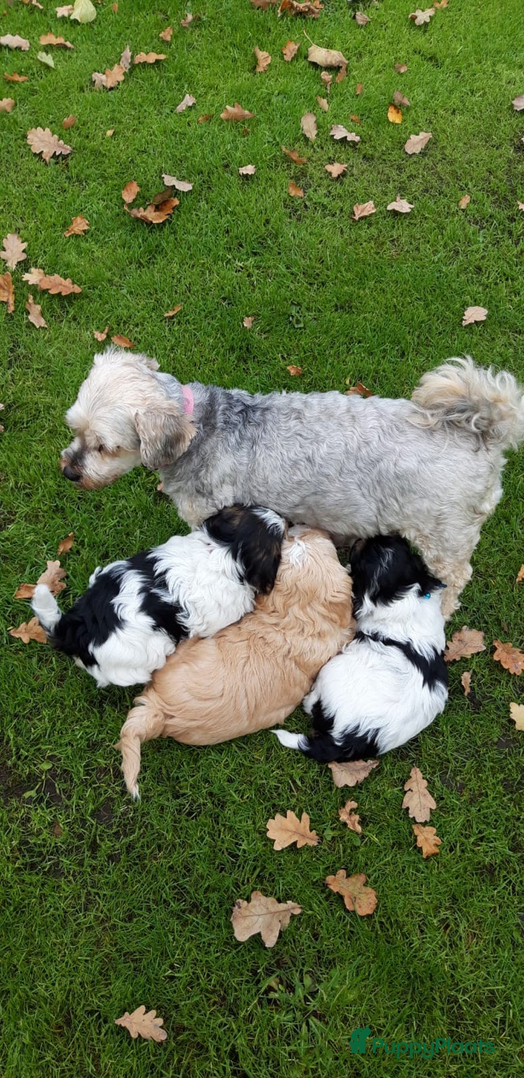 Kruising honden te koop: Schattige Boomer Puppy's - Advertentie 16