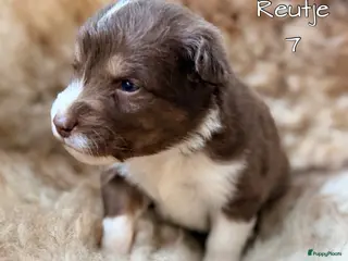 Australian Shepherd honden Australian shepherd pups - Advertentie 9