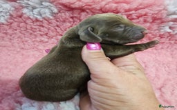 Teckel (korthaar)  honden te koop: De allermooiste dwergteckel pupjes!! - Afbeelding 5