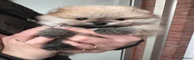 Pomeriaan Puppy 3