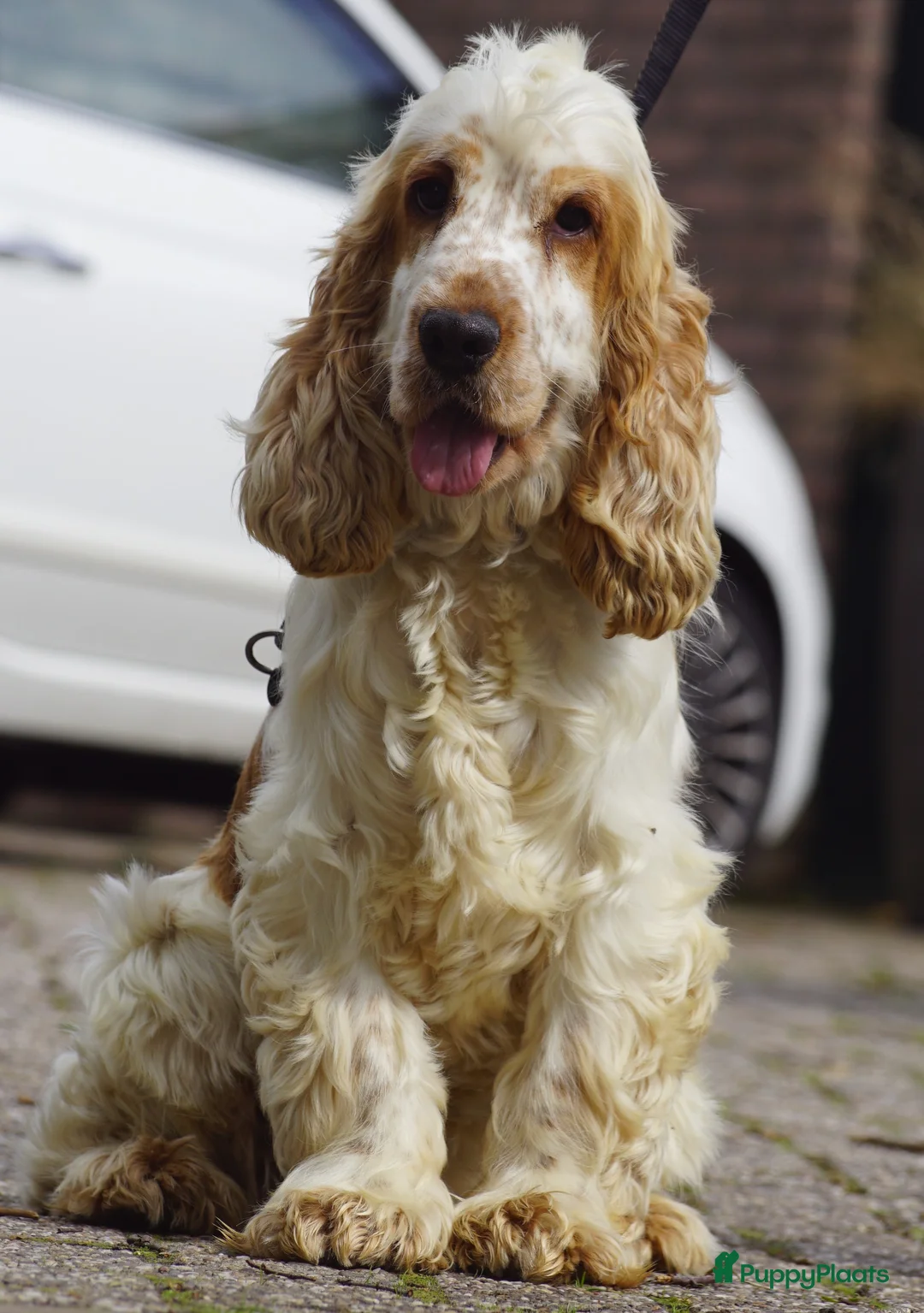 Engelse Cocker Spaniel honden te koop: Engelse Cockerspaniel pups met Stamboom. - Advertentie 23