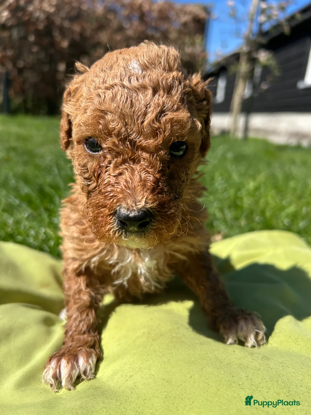 Kruising honden te koop: Lieve half austrian labradoodle 5 mei ophalen  - Advertentie 22