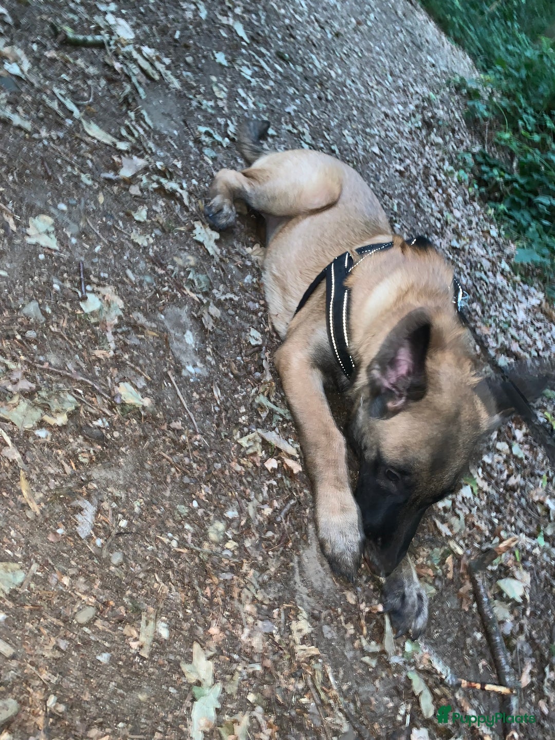 Mechelse Herder honden te koop: Mechelse Heder pup  - Advertentie 3