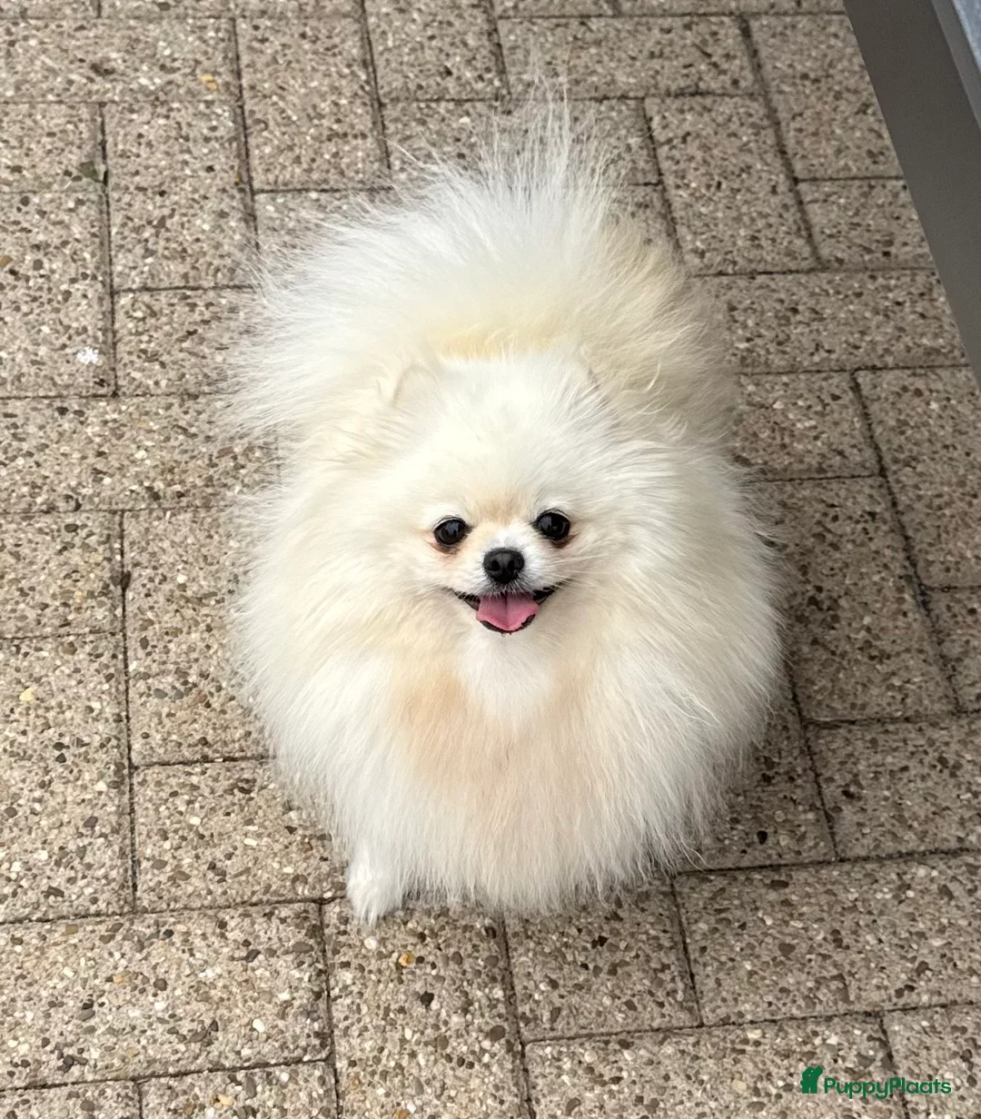 Pomeriaan honden te koop: 100% pomeriaan, 4 teefjes uit showlijn. - Advertentie 12