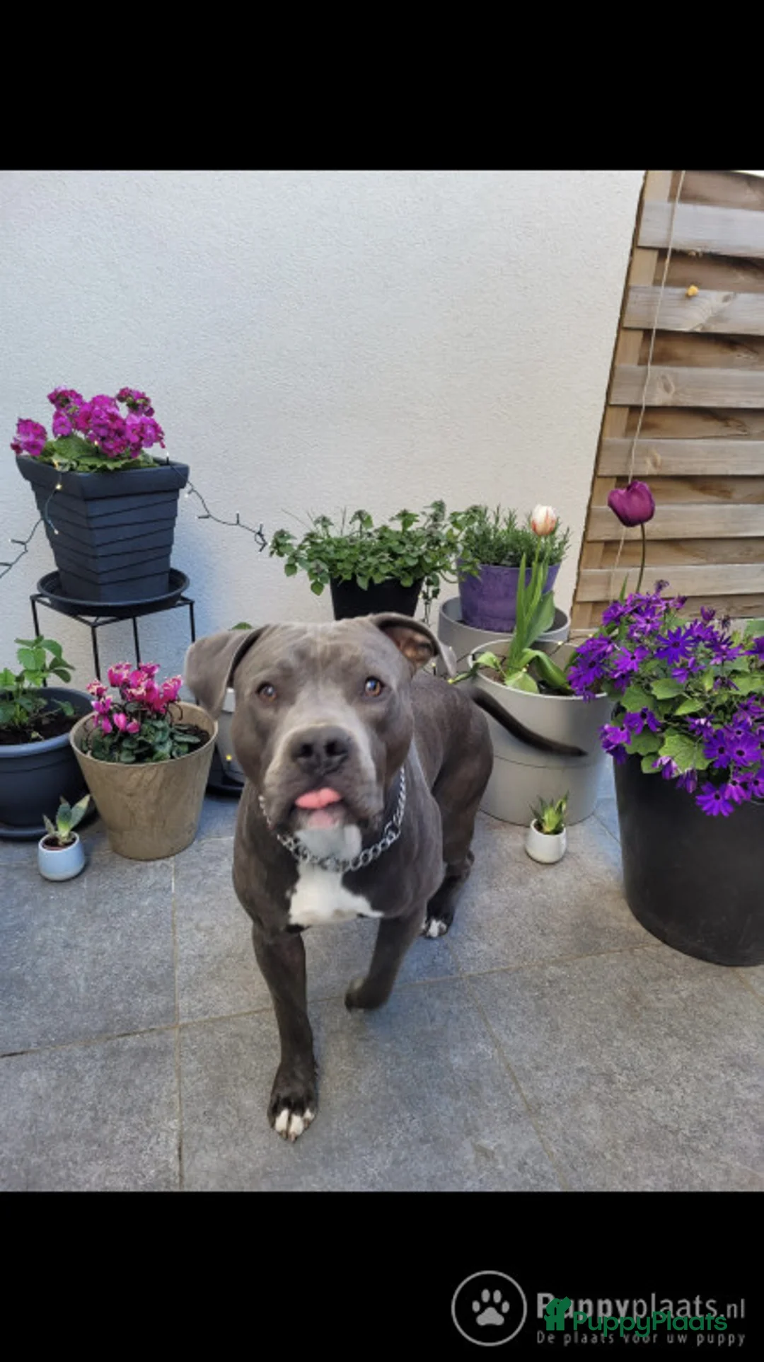 American Staffordshire Terriër honden ter dekking: Dekreu Amstaff (40KG) in Breda - Advertentie 4