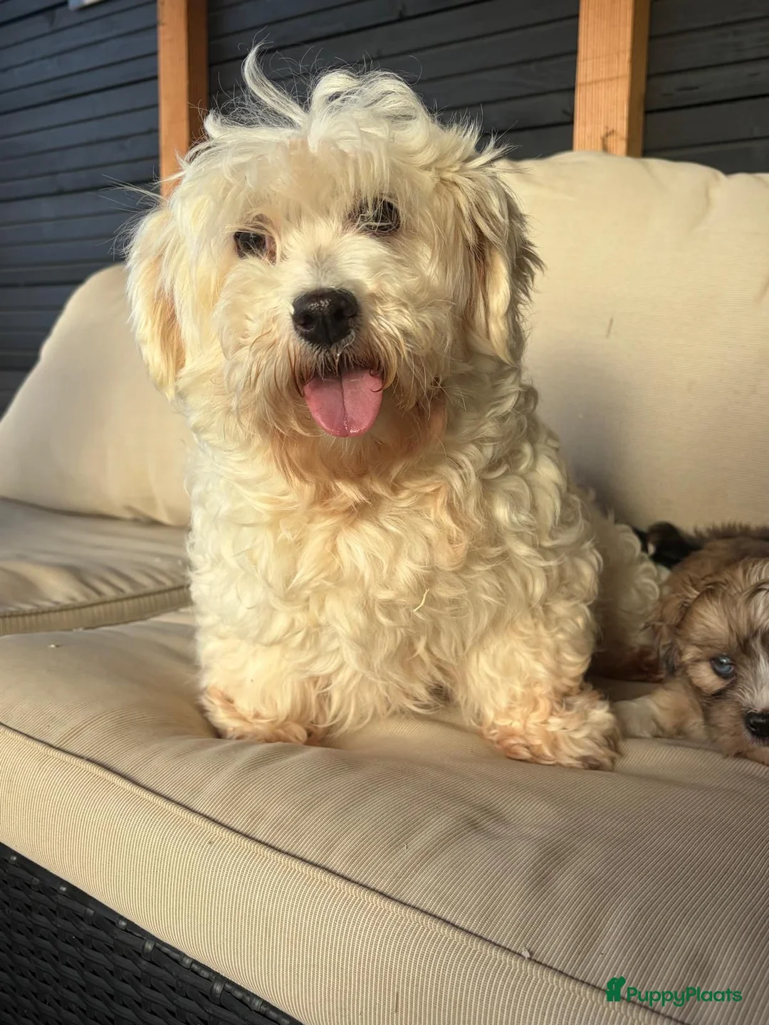 Kruising honden te koop: Prachtige boomer pups  - Advertentie 23