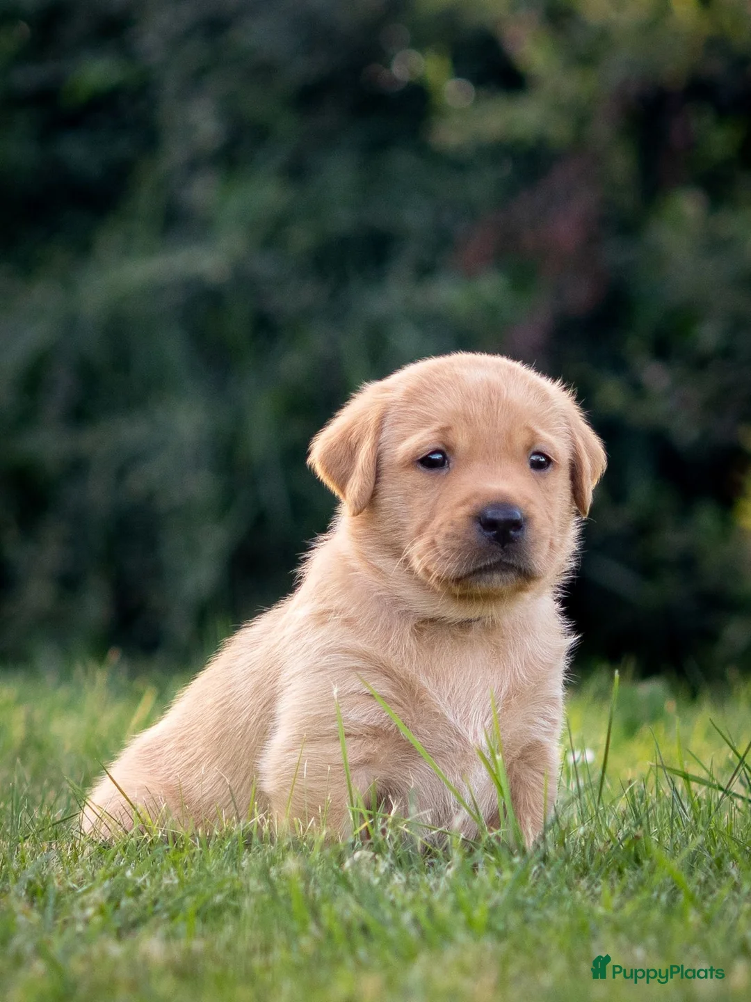 Labrador Retriever honden te koop: Labrador Retriever pups - blond en red fox - Advertentie 2