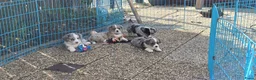 Welsh Corgi Cardigan honden te koop: Welsh corgi cardigan pups, blue merle - Advertentie 9