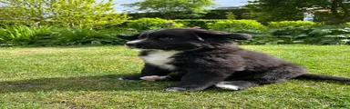 Kruising Puppy 3
