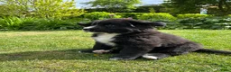 Kruising honden te koop: Lieve pups 3/4 Berner en 1/4 Labrador  - Advertentie 15
