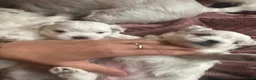 Maltezer honden te koop: Mini Maltezer  - Advertentie 11