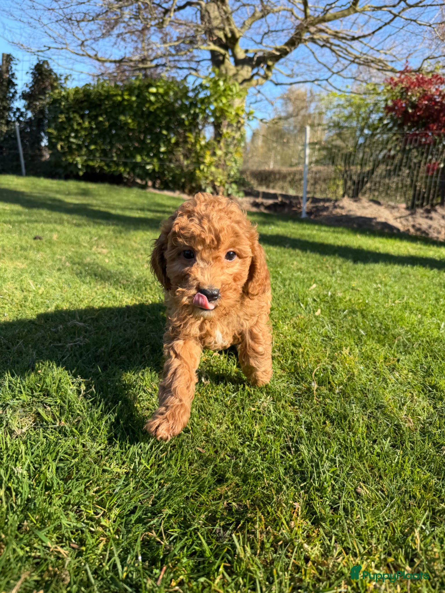 Labradoodle honden Mini Doodle (Dwerg Poedel x Mini Labradoodle) pups - Advertentie 2