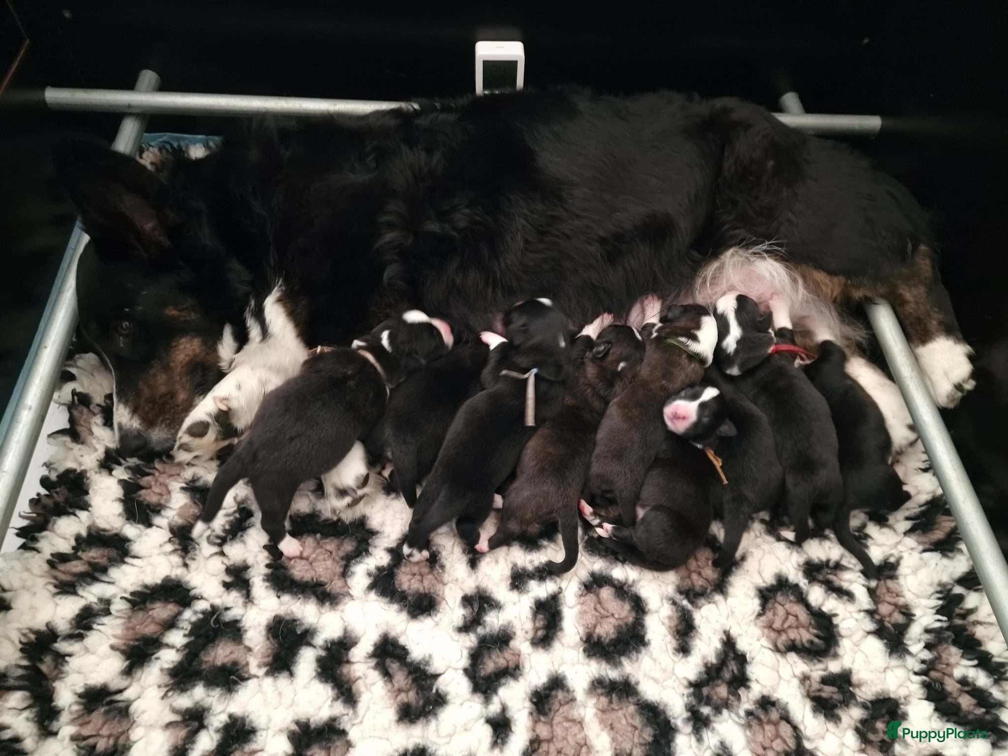 Welsh Corgi Cardigan honden Cardigan Welsh Corgi pups - Advertentie 1