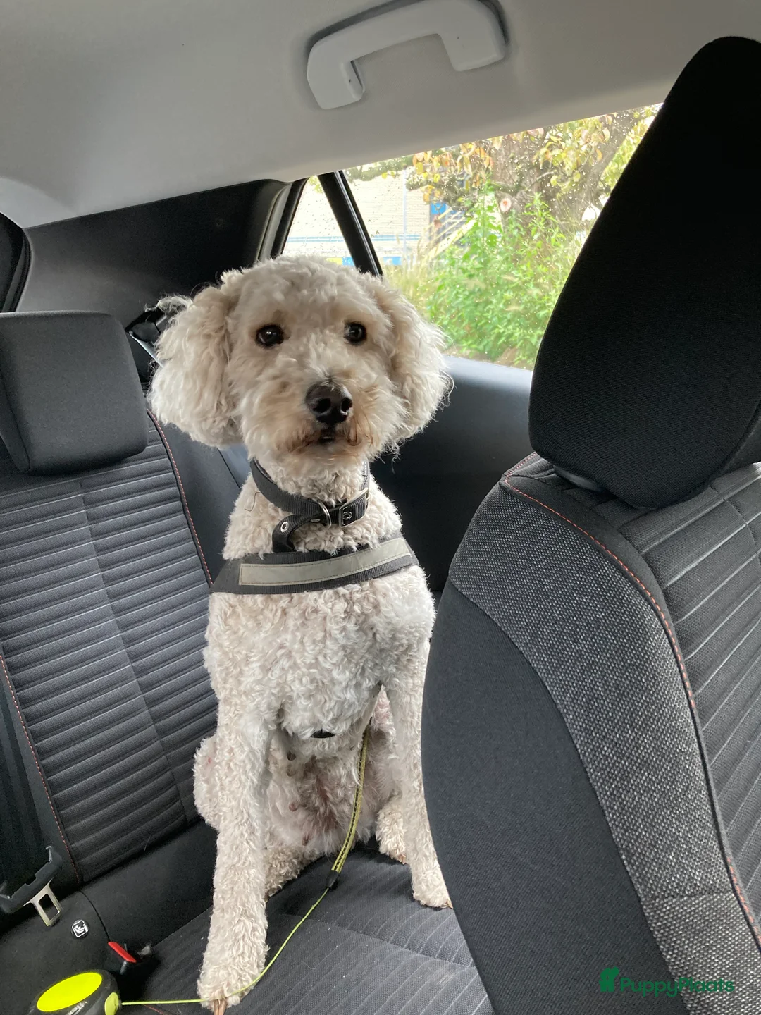 Labradoodle honden te koop: Vooraankondiging labradoodle puppy’s - Advertentie 3