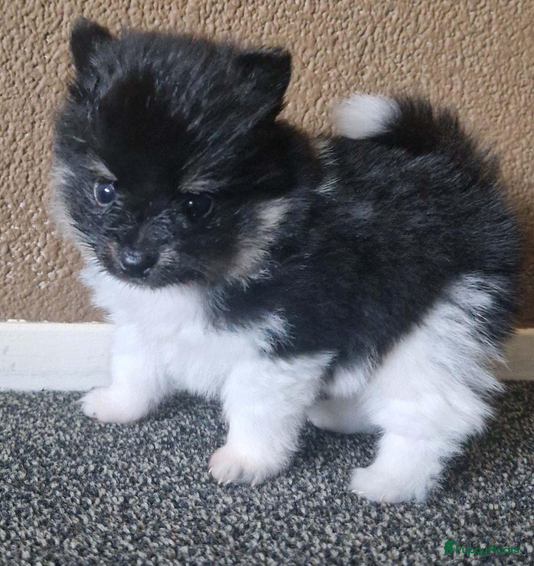 Pomeriaan honden te koop: Pomeriaan pups #panda dog # black and tan  - Advertentie 4