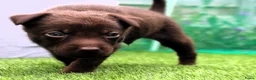 Australian Kelpie honden te koop: Australian Kelpie pups zoeken actieve baasjes - Advertentie 8