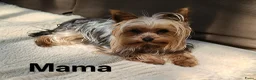 Yorkshire Terriër honden te koop: Yorkshire Terriër Mini pups te koop   in Rijen - Advertentie 4