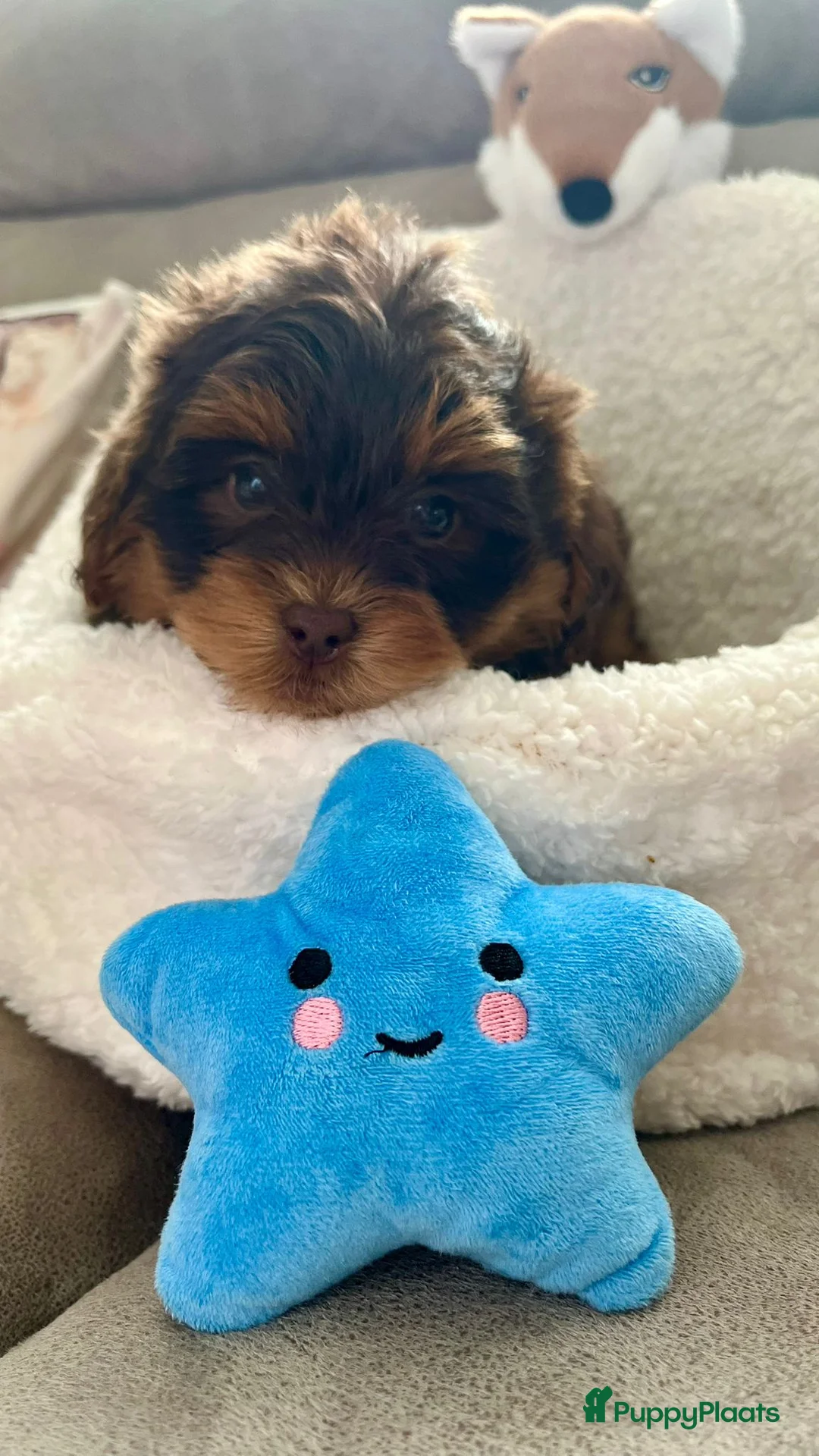 Maltipoo honden te koop: Maltipoopup - Advertentie 1
