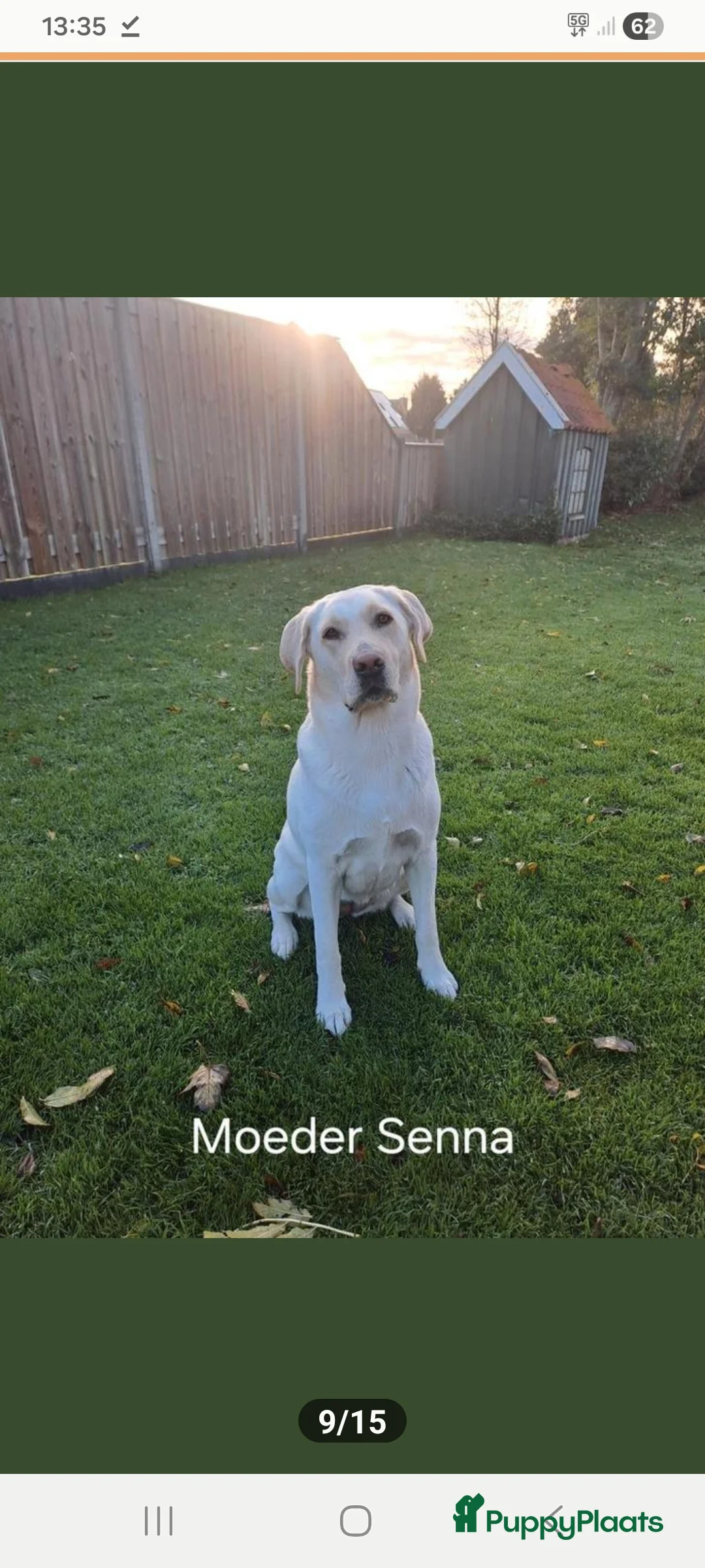 Labrador Retriever honden te koop: Nog 1 teefje beschikbaar - Advertentie 2