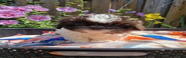 Shih Tzu 5