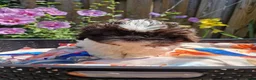 Shih Tzu honden te koop: Raszuivere shih tzu pups  - Advertentie 15