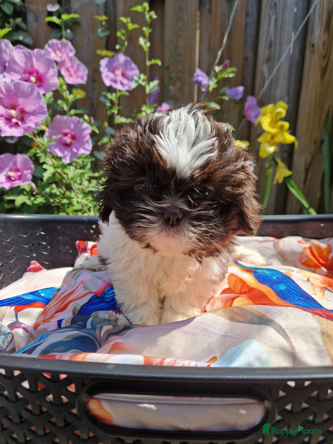 Shih Tzu honden te koop: Raszuivere shih tzu pups  - Advertentie 15