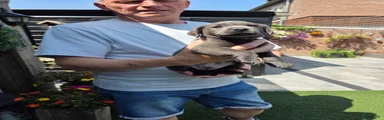 Labrador Retriever 7