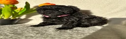 Poedel Toy honden te koop: Toypoedel pups (mini toypoedel) toypoodle puppy’s  - Advertentie 27