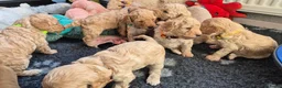 Cockapoo honden te koop: Kleine maat cockapoo pups - Advertentie 16