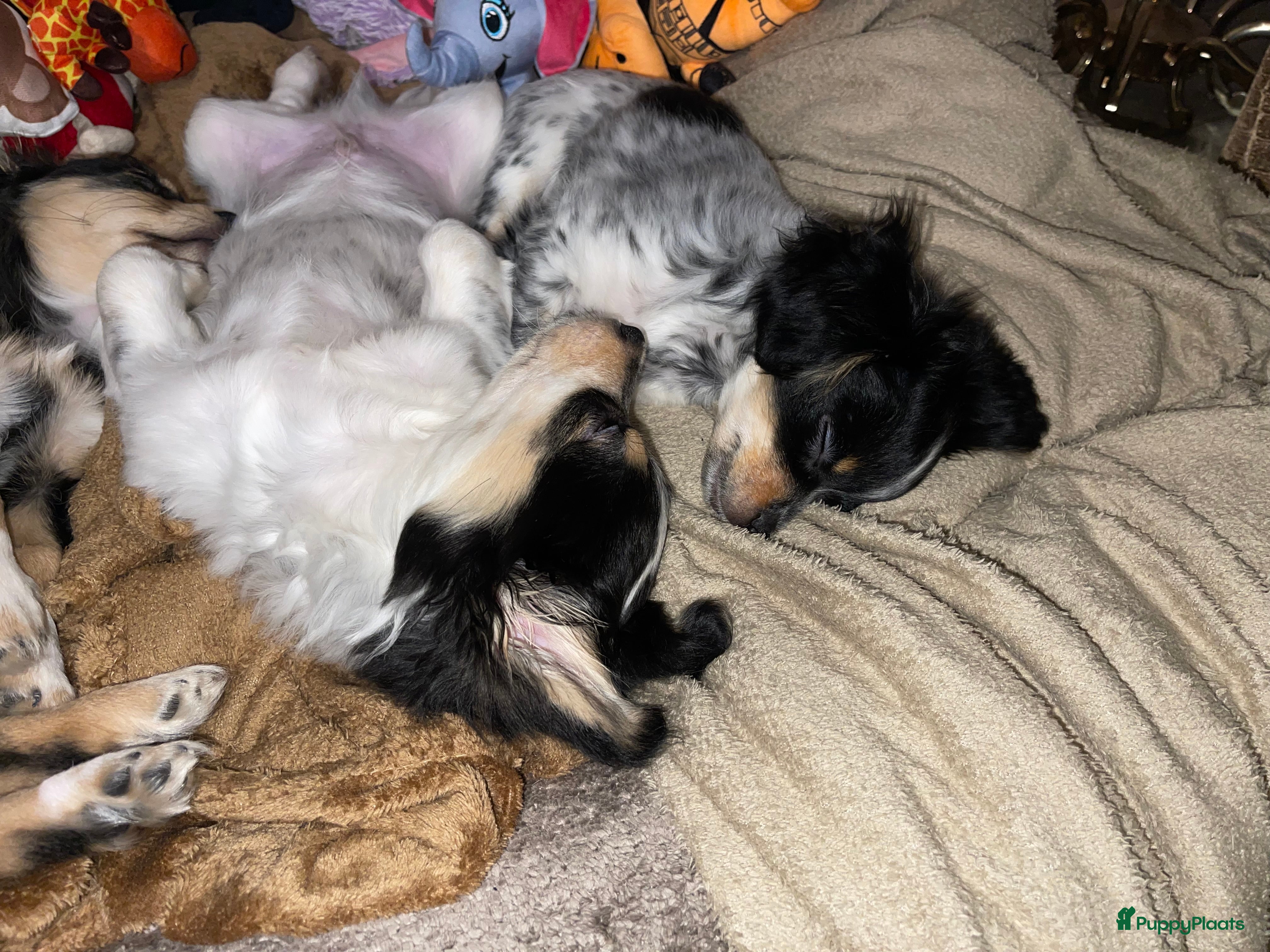 Kruising honden Chihuahua kruising pups - Advertentie 18