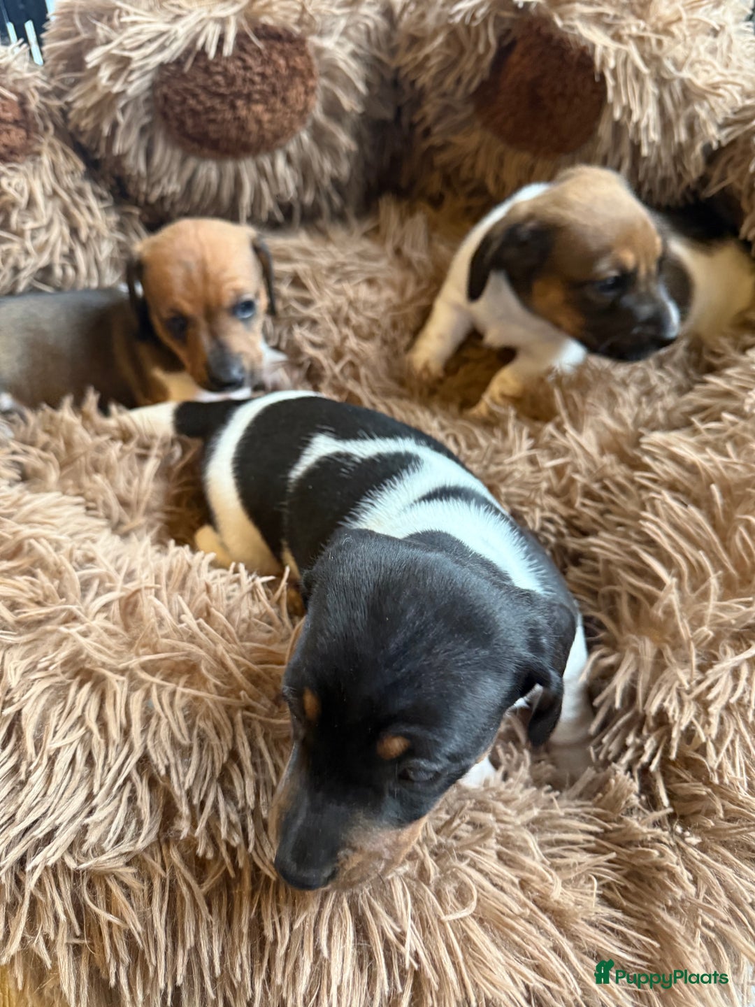 Teckel (korthaar)  honden te koop: Piebald dwergteckel pups - Advertentie 9