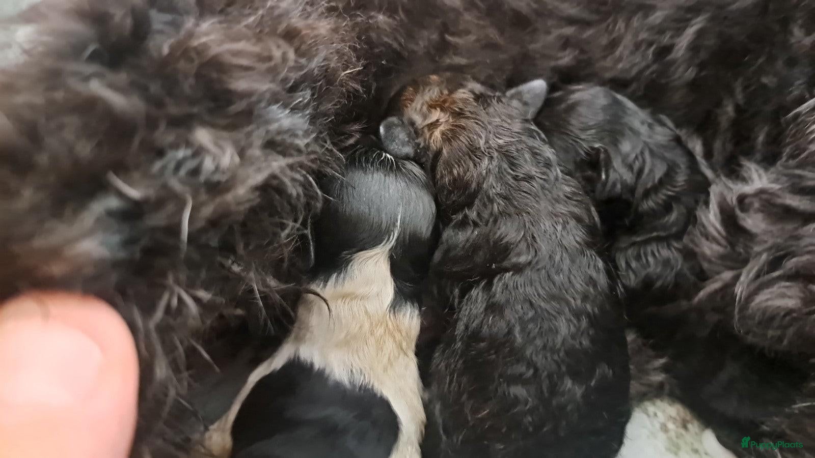 Dwergpoedel honden Lieve Toypoedelpups - Advertentie 13