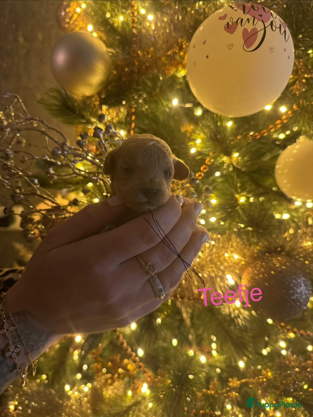 Poedel Toy honden te koop: Toy poedel puppys - Advertentie 2