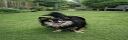Chihuahua honden te koop: Volwassen reutje - Advertentie 1