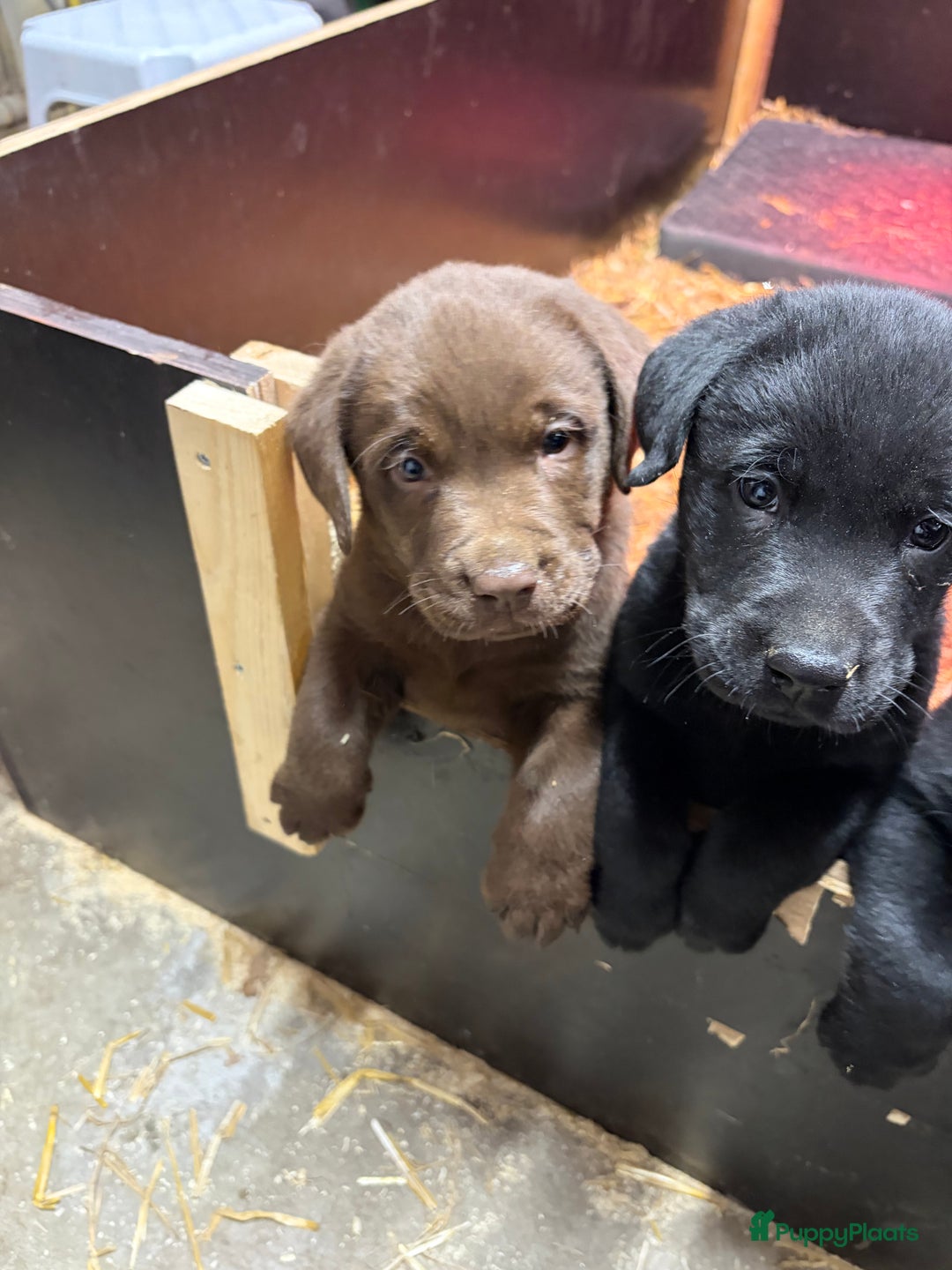 Labrador Retriever honden te koop: Nog 1 Lievebruine labrador pup te koop - Advertentie 13