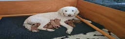 Poedel honden te koop: Prachtige lieve middenmaat poedel pups - Advertentie 7