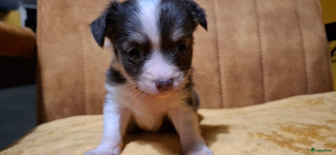 Chihuahua honden te koop: Chihuahua - Advertentie 17