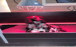Cockapoo honden te koop: Nestje cockapoo  - Afbeelding 9