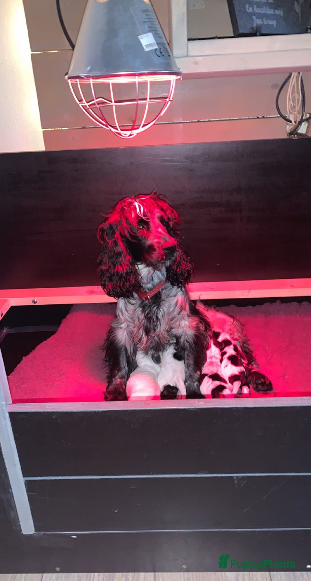 Cockapoo honden te koop: Nestje cockapoo  - Afbeelding 9