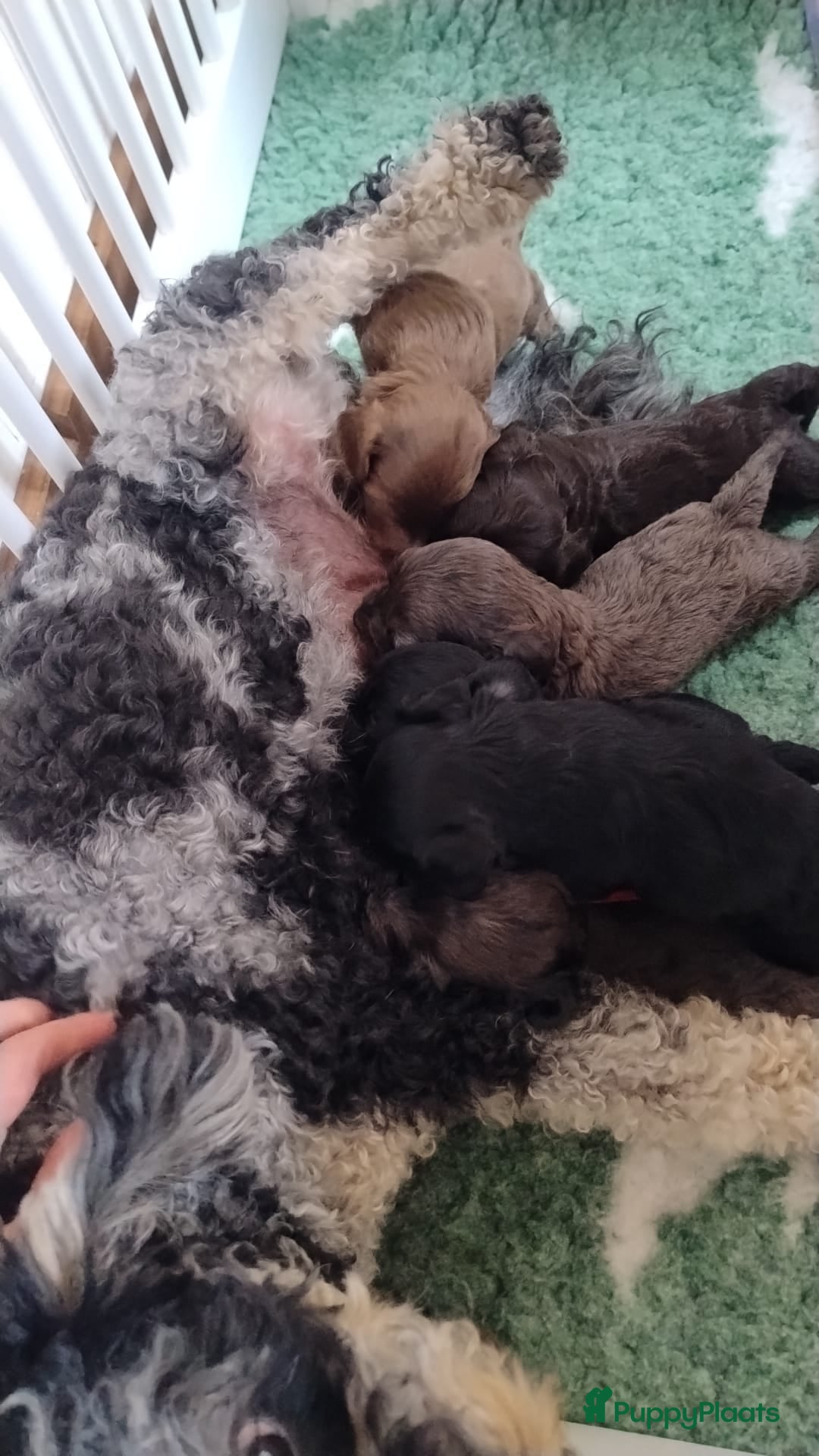 Australian Labradoodle honden te koop: Australian labradoodle Backcross micro/mini - Afbeelding 8