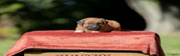 Nova Scotia Duck Tolling Retriever honden te koop: Gesocialiseerde Toller pups beschikbaar! - Advertentie 1