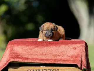 Nova Scotia Duck Tolling Retriever honden Gesocialiseerde Toller pups beschikbaar! - Advertentie 1