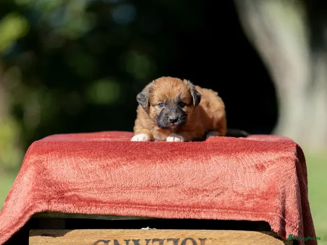 Nova Scotia Duck Tolling Retriever honden Gesocialiseerde Toller pups beschikbaar! - Advertentie 1