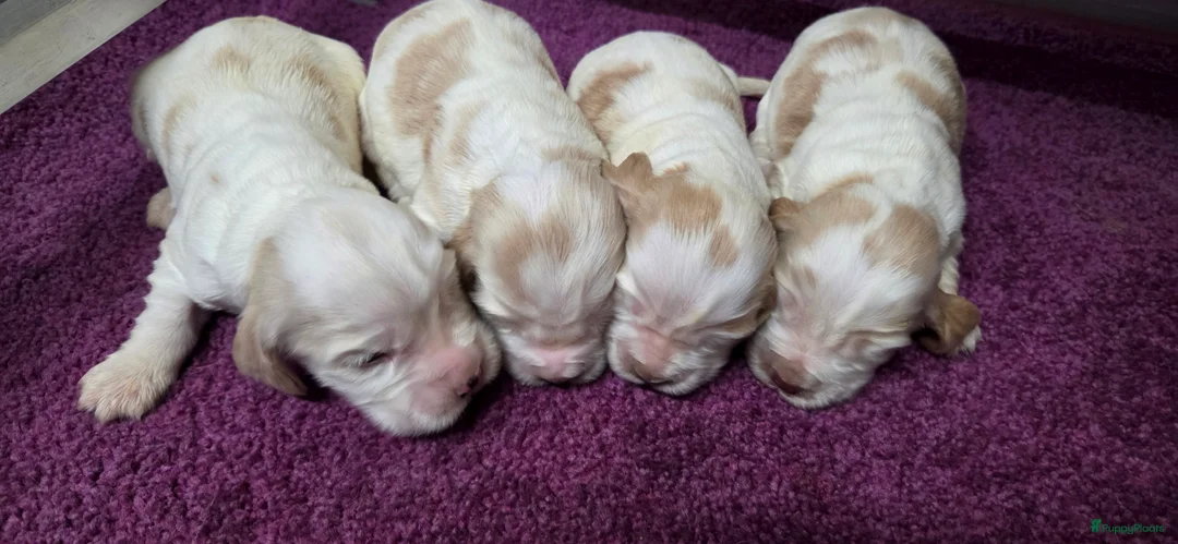 Engelse Cocker Spaniel honden te koop: Engelse Cockerspaniel pups met Stamboom  - Advertentie 19